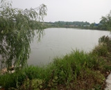 臨近端午，總經(jīng)理劉月琴組織人員農(nóng)莊采摘。